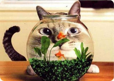 cat_fish_bowl