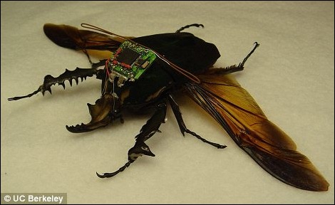 Escarabajo Cyborg