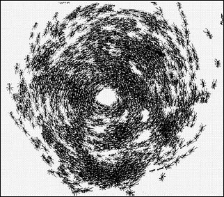 El círculo mortal de las hormigas